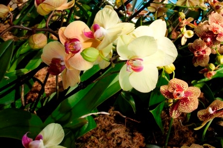 An orchid display in the Princess of Wales Conservatory at Kew Gardens